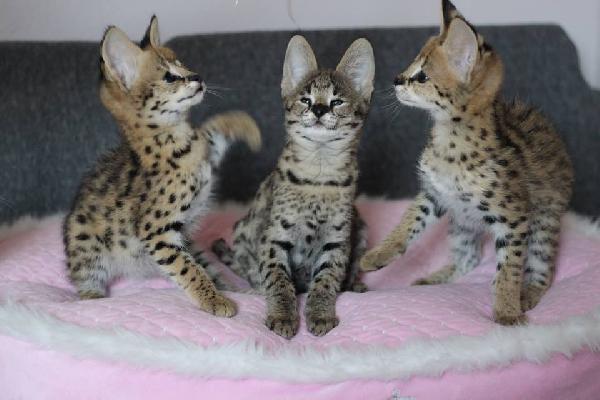 disponibili per la vendita i cuccioli caracal e savannah - media 8